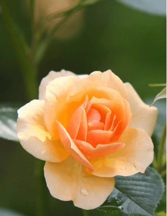 Billie Ruth Vorodi Obituary
