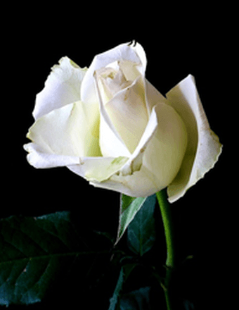 Debi Pearl Newsom Obituary