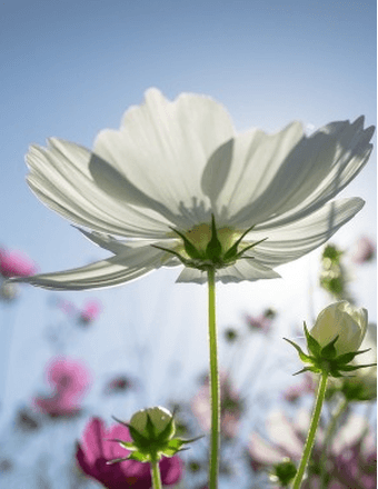 Corine W. Dillard Obituary
