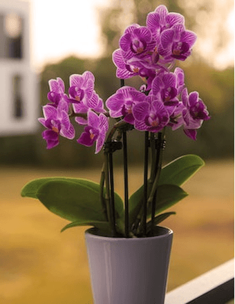 Jean A. Brown Obituary