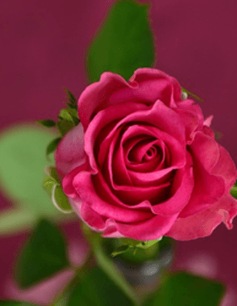 Marie Pounders Obituary